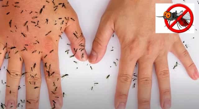 Как избавиться о комаров