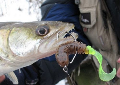 Тактика ловли рыбы на первом льду